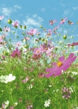 Flower Meadow